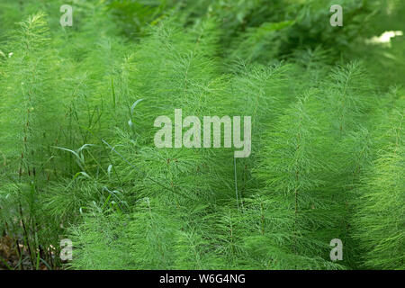 Holz Ackerschachtelhalm (Equisetum sylvaticum), in der Nähe von Neuschönau, Nationalpark Bayerischer Wald, Bayern, Deutschland Stockfoto