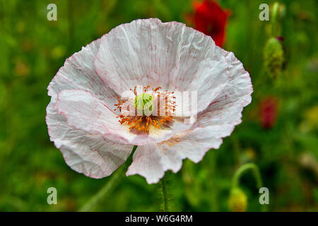 Abbild eines einzigen rosa und weißen Mohn Stockfoto