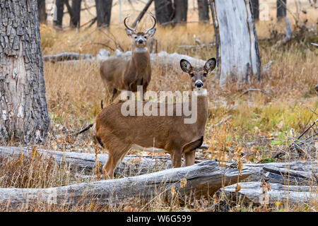 Weißschwanz-Hirsch (Odocoileus virginianus) Buck und Rehe stehen auf einem Grasfeld; Denver, Colorado, Vereinigte Staaten von Amerika Stockfoto