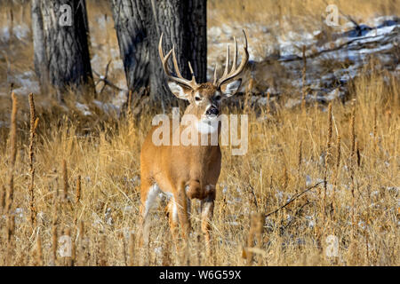 Weißschwanzhirsch (Odocoileus virginianus) Bock steht in einem Grasfeld mit Spuren von Schnee; Denver, Colorado, Vereinigte Staaten von Amerika Stockfoto