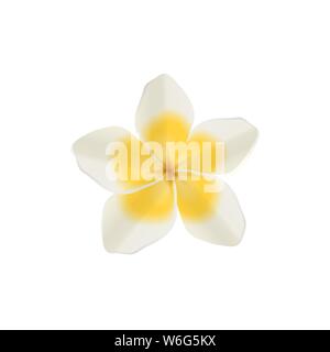 Plumeria weiss Vector isoliert Abbildung der hawaiischen und tropischen einzelne Blume mit gelben Blüten. Stock Vektor