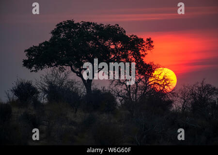 Die Sonne untergeht hinter einem Baum im Ruaha Nationalpark; Tansania Stockfoto