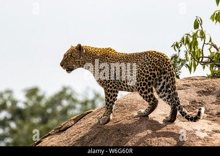 Die Leopardin (Panthera pardus) begutackt ihr Territorium von einem großen Felsbrocken im Serengeti National Park; Tansania Stockfoto