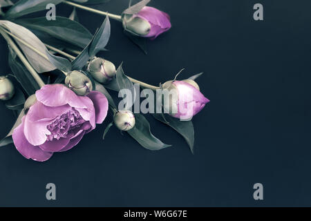 Schöne rosa Blüten und Knospen der Päonien durch grüne Blätter auf einem schwarzen Hintergrund umgeben. Stockfoto