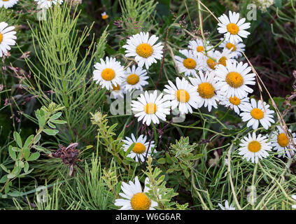 Schöne Daisy Flowers auf einem Hintergrund von grünem Laub im Garten. In der Nähe vorgestellt. Stockfoto