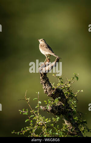Rasselnde cisticola (Cisticola chiniana) Barsche auf Blattbaumstumpf, Serengeti; Tansania Stockfoto