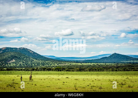Zwei Masai Giraffen (Giraffa camelopardalis tippelskirchii) stehen mit Hügeln dahinter, Serengeti; Tansania Stockfoto