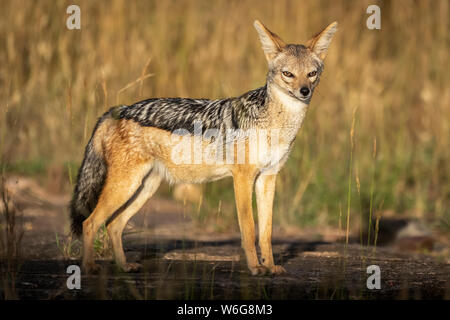 Schwarzrückenschakal (Canis mesomelas) steht in Sonnenschein und beobachtet Kamera, Serengeti; Tansania Stockfoto