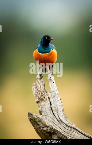 Superb Star (Lamprotornis Superbus) auf toten Ast dreht Kopf, Serengeti; Tansania Stockfoto