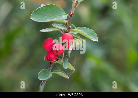 Gewöhnliche Zwergmispel, Felsen-Zwergmispel, Zwergmispel, Früchte, Beeren, Cotoneaster integerrimus, Wild Cotoneaster, common Cotoneaster, Cotoneaster Stockfoto