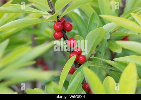 Gewöhnlicher Seidelbast, Seidelbast, Kellerhals, Seidel-Bast, Frucht, Früchte, Beeren, Daphne mezereum, Februar Daphne, Obst, Mezereon, Bois Gentil, Stockfoto