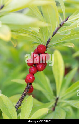 Gewöhnlicher Seidelbast, Seidelbast, Kellerhals, Seidel-Bast, Frucht, Früchte, Beeren, Daphne mezereum, Februar Daphne, Obst, Mezereon, Bois Gentil, Stockfoto