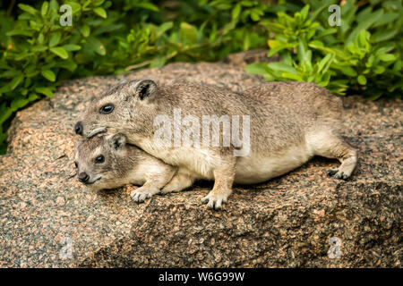 Felshyrax (Procavia capensis) liegt auf einem anderen Felsen, Serengeti; Tansania Stockfoto