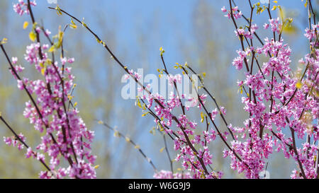 Östliche Redbud-rosa Blüten der Östlichen Redbud Baum blühen im warmen Sonnenlicht. Denver Botanic Gardens, Colorado, USA. Stockfoto