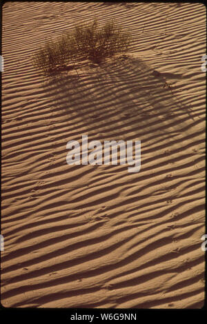 Düne in MONAHANS SANDHILLS STATE PARK Stockfoto