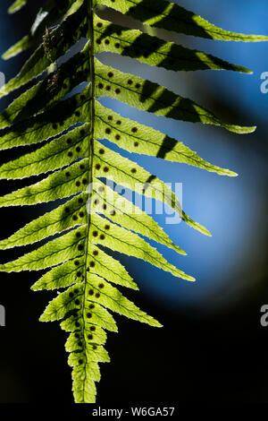 Lakritz Fern (Polypodium glycyrrhiza) wächst in den Bäumen entlang der Küste von Oregon; Hammond, Oregon, USA Stockfoto