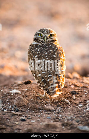 Grabeule (Athene cunicularia) auf dem Boden mit Kopf gedreht, um nach hinten zu schauen; Casa Grande, Arizona, Vereinigte Staaten von Amerika Stockfoto