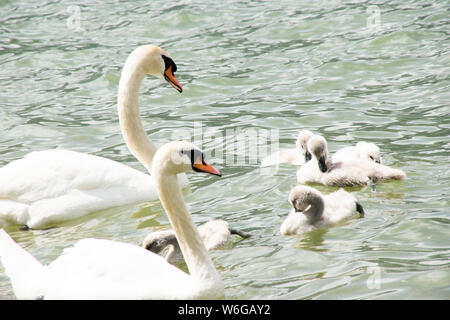 Familie von Schwänen Stockfoto