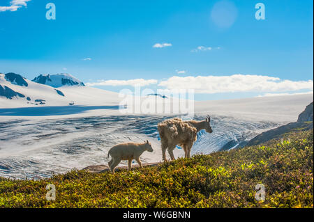 Eine Bergziege (Oreamnos americanus) Familie mit dem Harding Icefield im Hintergrund in Kenai Fjorde Nationalpark an einem sonnigen Sommertag Stockfoto