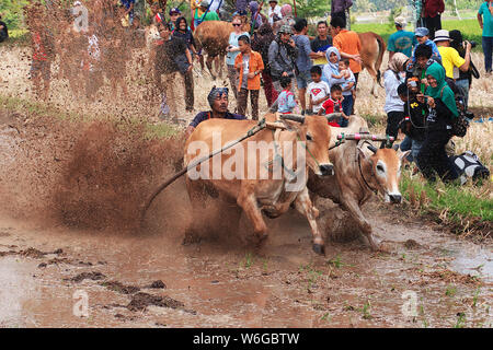 Padang, Indonesien - 30. Jun 2016. Festival Aufwachraum Jawi (die Bull Racing) im Dorf in der Nähe von Padang, Indonesien Stockfoto