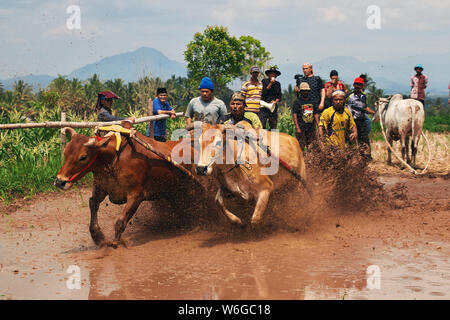 Padang, Indonesien - 30. Jun 2016. Festival Aufwachraum Jawi (die Bull Racing) im Dorf in der Nähe von Padang, Indonesien Stockfoto