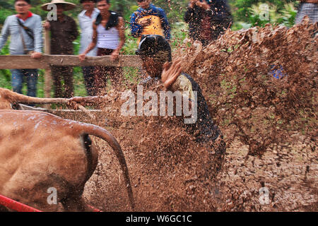 Padang, Indonesien - 30. Jun 2016. Festival Aufwachraum Jawi (die Bull Racing) im Dorf in der Nähe von Padang, Indonesien Stockfoto