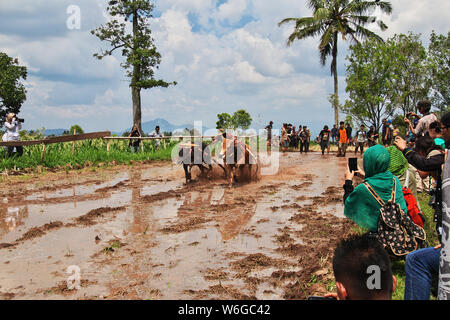 Padang, Indonesien - 30. Jun 2016. Festival Aufwachraum Jawi (die Bull Racing) im Dorf in der Nähe von Padang, Indonesien Stockfoto