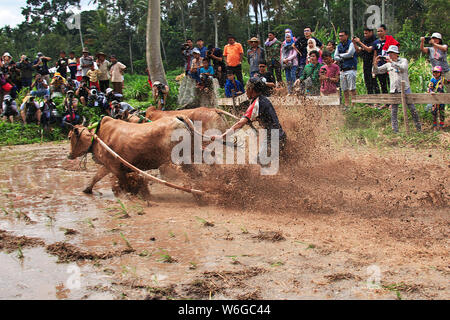 Padang, Indonesien - 30. Jun 2016. Festival Aufwachraum Jawi (die Bull Racing) im Dorf in der Nähe von Padang, Indonesien Stockfoto