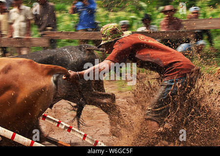 Padang, Indonesien - 30. Jun 2016. Festival Aufwachraum Jawi (die Bull Racing) im Dorf in der Nähe von Padang, Indonesien Stockfoto