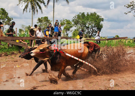 Padang, Indonesien - 30. Jun 2016. Festival Aufwachraum Jawi (die Bull Racing) im Dorf in der Nähe von Padang, Indonesien Stockfoto