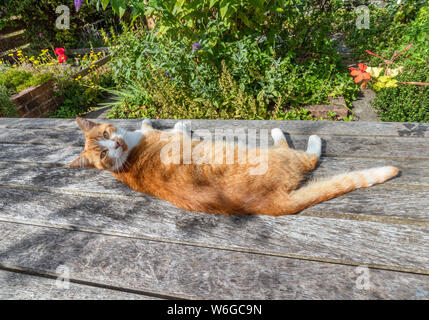 Stattliche Ingwer Katze liegend auf einer Holzbank und Suchen an der Kamera, in einem wunderschönen Garten Stockfoto