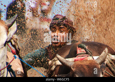 Padang, Indonesien - 30. Jun 2016. Festival Aufwachraum Jawi (die Bull Racing) im Dorf in der Nähe von Padang, Indonesien Stockfoto