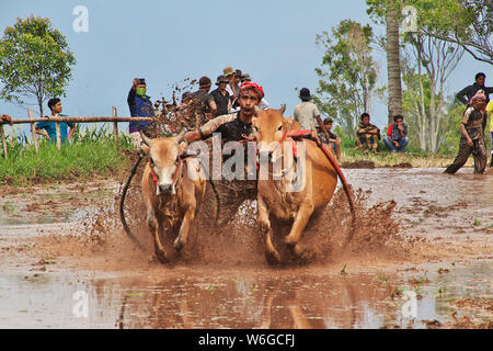 Padang, Indonesien - 30. Jun 2016. Festival Aufwachraum Jawi (die Bull Racing) im Dorf in der Nähe von Padang, Indonesien Stockfoto