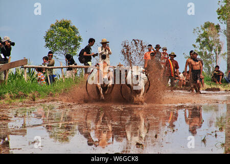 Padang, Indonesien - 30. Jun 2016. Festival Aufwachraum Jawi (die Bull Racing) im Dorf in der Nähe von Padang, Indonesien Stockfoto