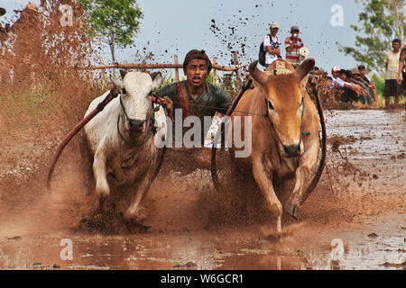 Padang, Indonesien - 30. Jun 2016. Festival Aufwachraum Jawi (die Bull Racing) im Dorf in der Nähe von Padang, Indonesien Stockfoto