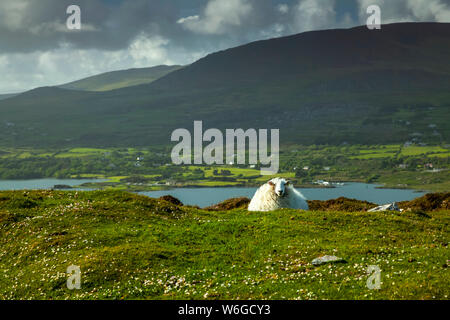 Ein Schaf (Ovis aries) Liegt auf üppigem Gras mit Blick auf die Küste Von Bantry Bay in West Cork entlang des Wild Atlantic Weg Stockfoto