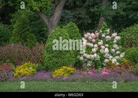 Woodland Mehrjährig Blumen Garten mit rosa und weißen Hortensie, Lebensbaum, coleus, Dianthus, und andere Pflanzen mit Gras Wiese vor Stockfoto