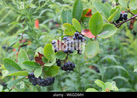 Aronia melanocarpa, schwarz Aronia Beeren auf Zweig closeup Stockfoto