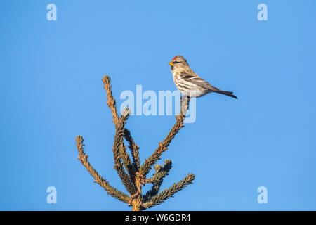 Gemeiner Rotkopf (Acantthis flammea) auf einer Baumkrone gegen einen blauen Himmel thront; Alaska, Vereinigte Staaten von Amerika Stockfoto
