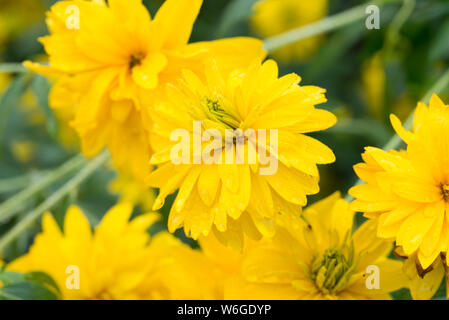 Rudbeckien baumannii gelbe Blüten Nahaufnahme Stockfoto