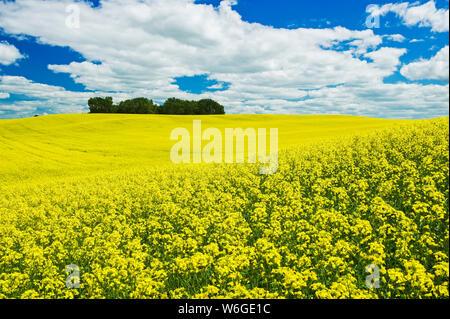 Ein Rapsfeld im blühenden Stadium mit leuchtend gelben Blüten; Manitoba, Kanada Stockfoto