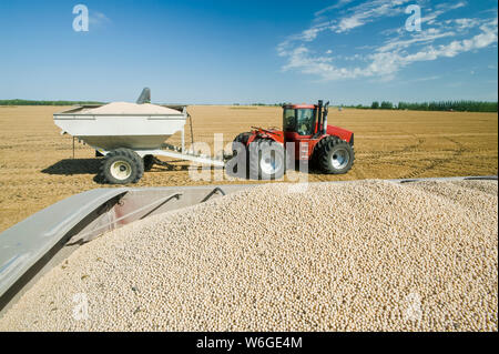 Gelbe Felderbsen auf der Rückseite eines LKW während der Ernte mit einem Getreidewagen und Traktor im Hintergrund, in der Nähe von Winnipeg; Manitoba, Kanada Stockfoto