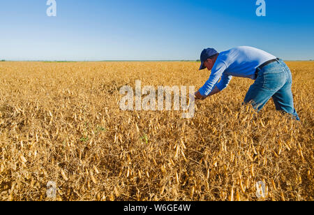 Ein Landwirt untersucht reife, erntebereite gelbe trockene Felderbsen in der Nähe von Winnipeg; Manitoba, Kanada Stockfoto