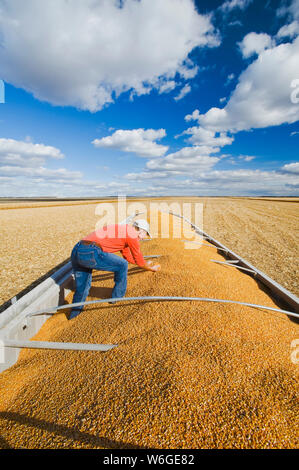 Ein Landwirt überprüft während der Ernte seine Ernte von Futter-/Getreidekörnern auf der Rückseite eines Farmwagens in der Nähe von Niverville; Manitoba, Kanada Stockfoto