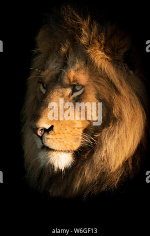 Ein männlicher Löwe (Panthera leo) liegt mit seinem Kopf im goldenen Licht der Morgendämmerung gebadet. Sie hat eine große Mähne und starrt in die Ferne. Aufgenommen mit einem ... Stockfoto