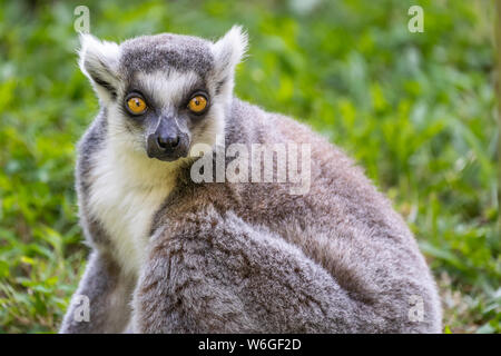 Ring-tailed Lemur Stockfoto