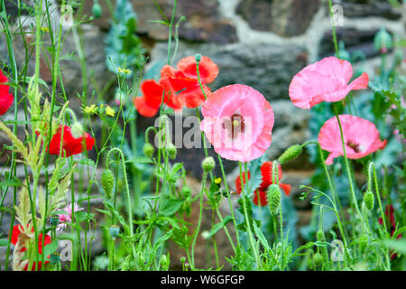 Bild von Rosa Mohn mit roter Mohn im Hintergrund Stockfoto