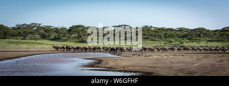 Panorama der Linie von Gnus (Connochaetes taurinus) am Fluss, Serengeti Nationalpark; Tansania Stockfoto