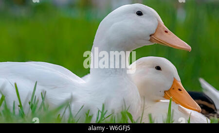 Panorama in der Nähe von weißen Enten sitzen auf einem Gelände mit leuchtend grünen Gräsern bedeckt Stockfoto