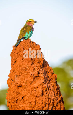 Fliederbreasted Roller (Coracias caudata) auf Termitenhügel im Tarangire National Park; Tansania Stockfoto